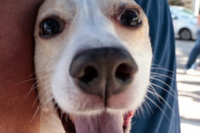 Município do Rio começará vacinação antirrábica em cães e gatos neste mês
