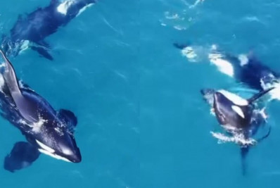 Orcas são flagradas fazendo ‘show’ em Arraial do Cabo