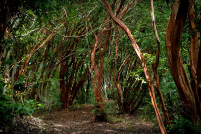 Em celebração ao Parque Natural Municipal, Niterói promove concurso fotográfico 