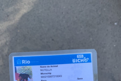 Evento realizará microchipagem gratuita em cães em Vista Alegre e Bangu