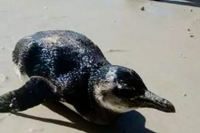Banhistas salvam Pinguim em praia de Maricá