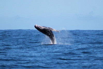 Segunda trilha de avistamento de baleias de Arraial acontece na sexta (11)
