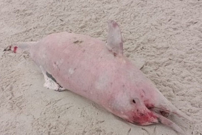 Golfinho é encontrado morto em praia de Paraty