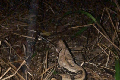 Guarda Municipal de Maricá resgata jiboia em Jaconé