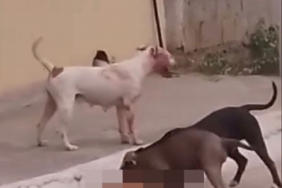 Cadela é atacada e morta por cães da raça pitbull