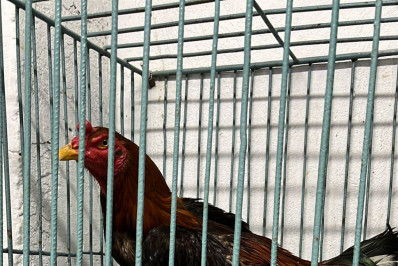 Polícia estoura local em que acontecia briga de galos em Duque de Caxias