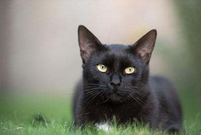 Gato mais rico do mundo, Blackie tem fortuna avaliada em quase R$ 115 milhões