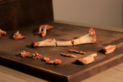 Pesquisadores da UFSM descobrem fóssil precursor dos pterossauros