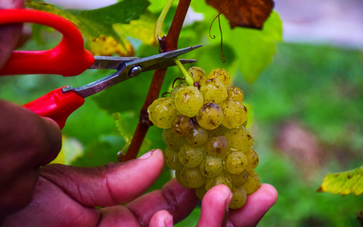 Prefeito Juninho Bernardes acompanhou a primeira colheita