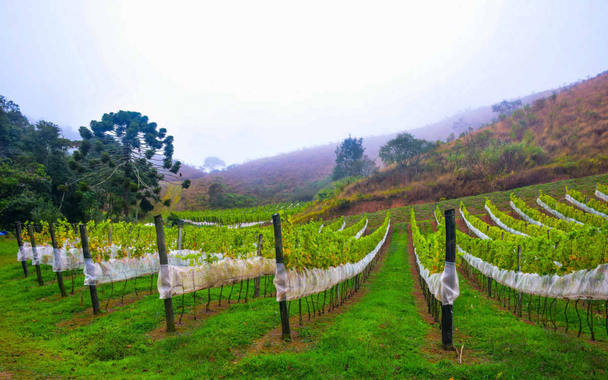 Prefeito Juninho Bernardes acompanhou a primeira colheita