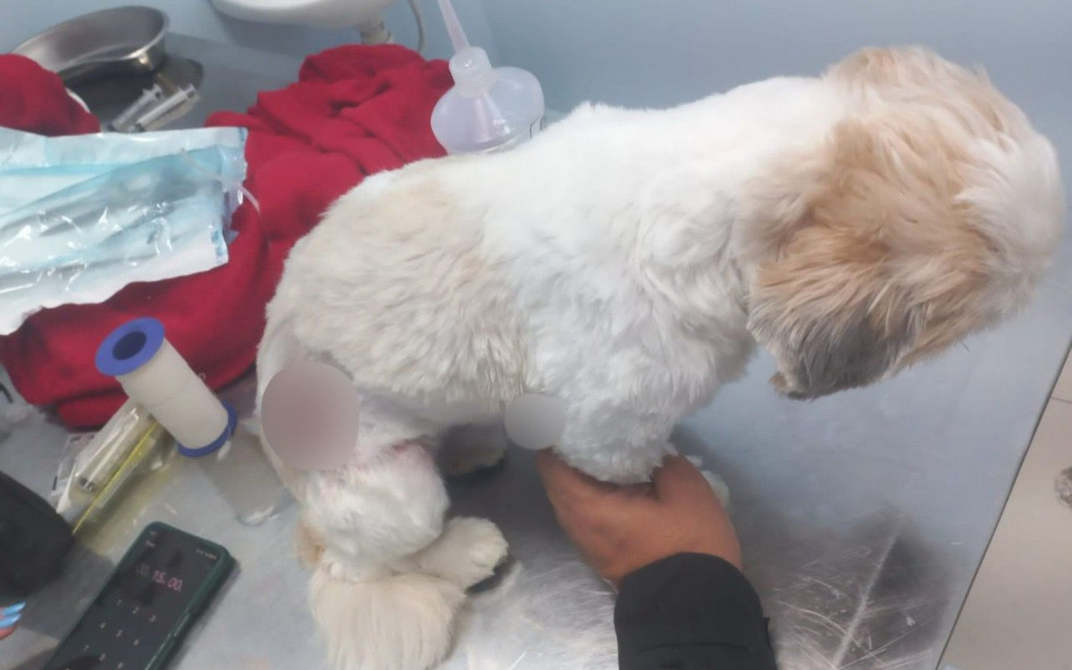 Cachorro também foi vítima do confronto