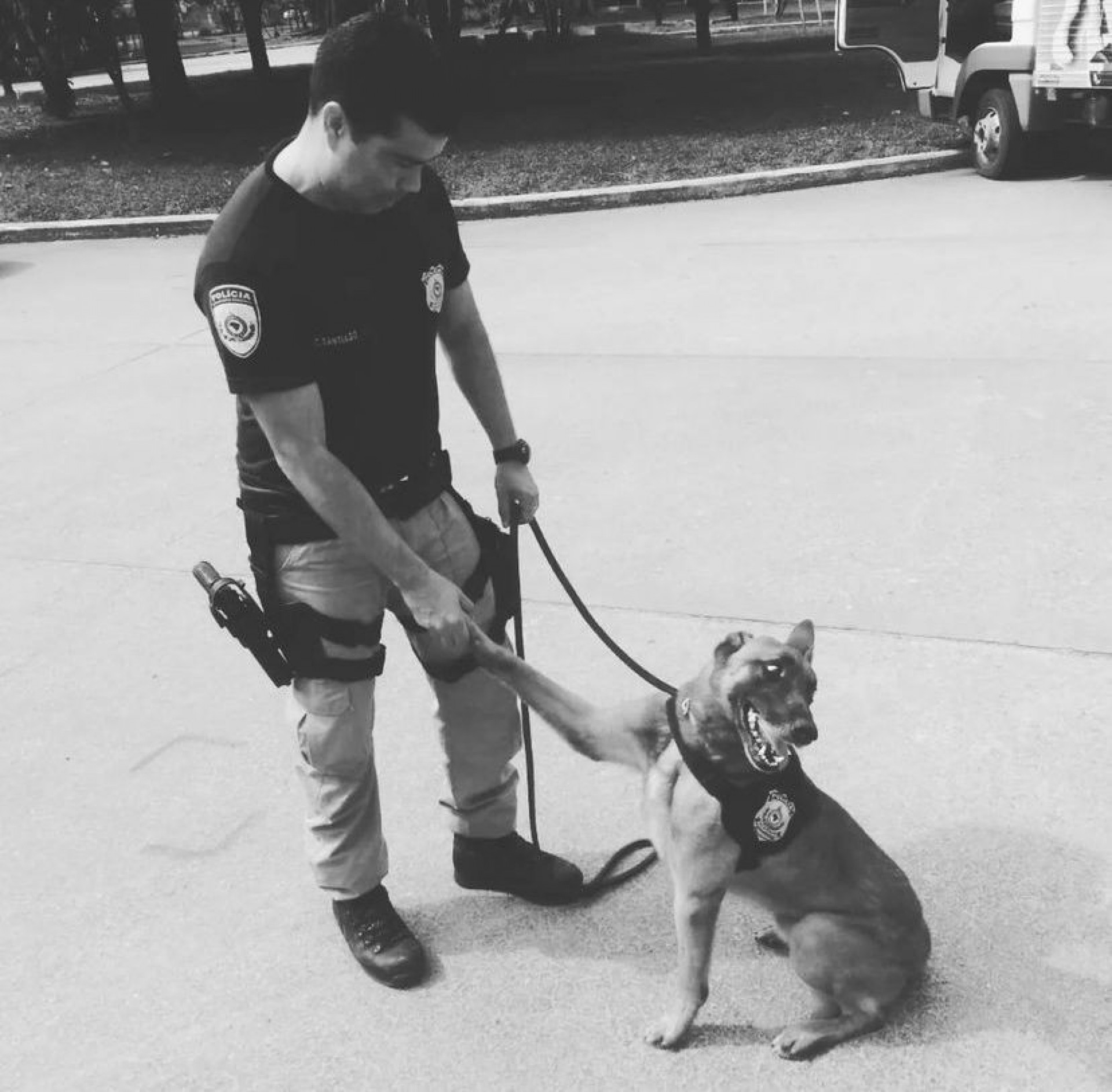 K9 Apolo morre no Rio de Janeiro. O cão farejador estava aposentado desde 2020
 - Divulgação/ PRF