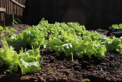 Queimados transforma espaço ocioso em horta
