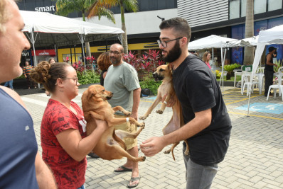Campanha de adoção consegue novo lar para 20 cães e gatos