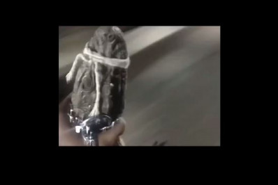 Vídeo: Jacaré na coleira é carregado em motocicleta na Gardênia Azul