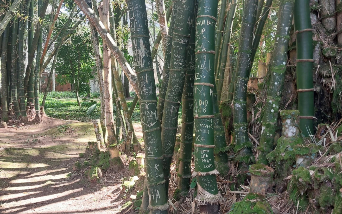 Visitantes riscam e danificam árvores no Jardim Botânico, na Zona Sul do Rio - Divulgação