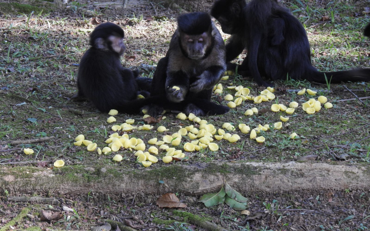 Visitantes alimentam animais no Jardim Botânico, na Zona Sul do Rio
