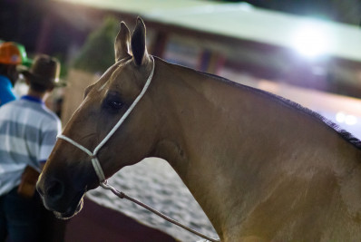Macaé recebe a 43ª Expo Nacional do Campolina no Parque de Exposição Latiff Mussi