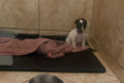 Caxias Shopping promove Feira de Adoção Pet neste sábado