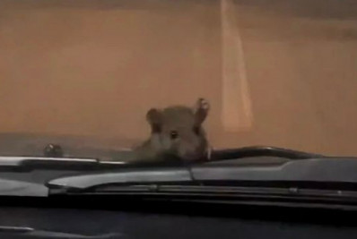 Vídeo: rato escala carro em movimento e dá susto em mãe e filha