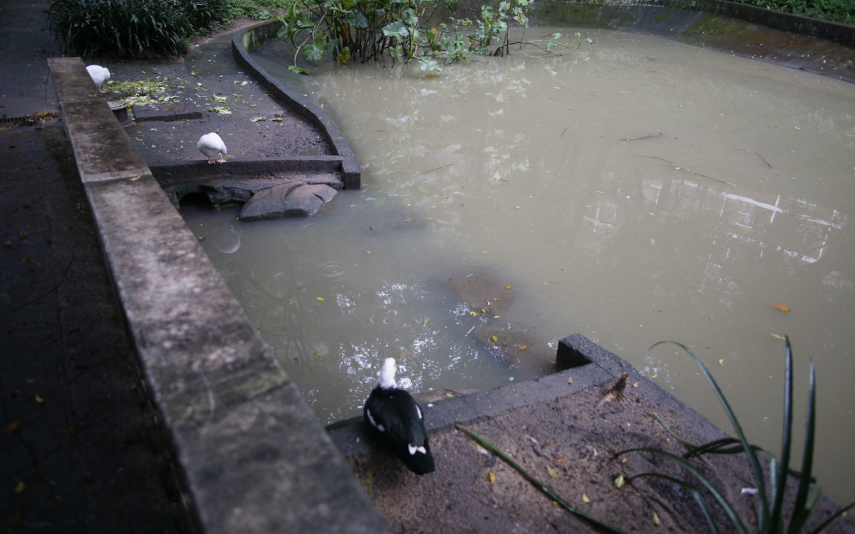 O cisne-negro Romeu, um dos símbolos do Parque Guinle, em Laranjeiras, na Zona Sul do Rio, foi morto por um homem na noite deste domingo (27). Policiais militares do 2ºBPM (Botafogo) prenderam o suspeito em flagrante.

