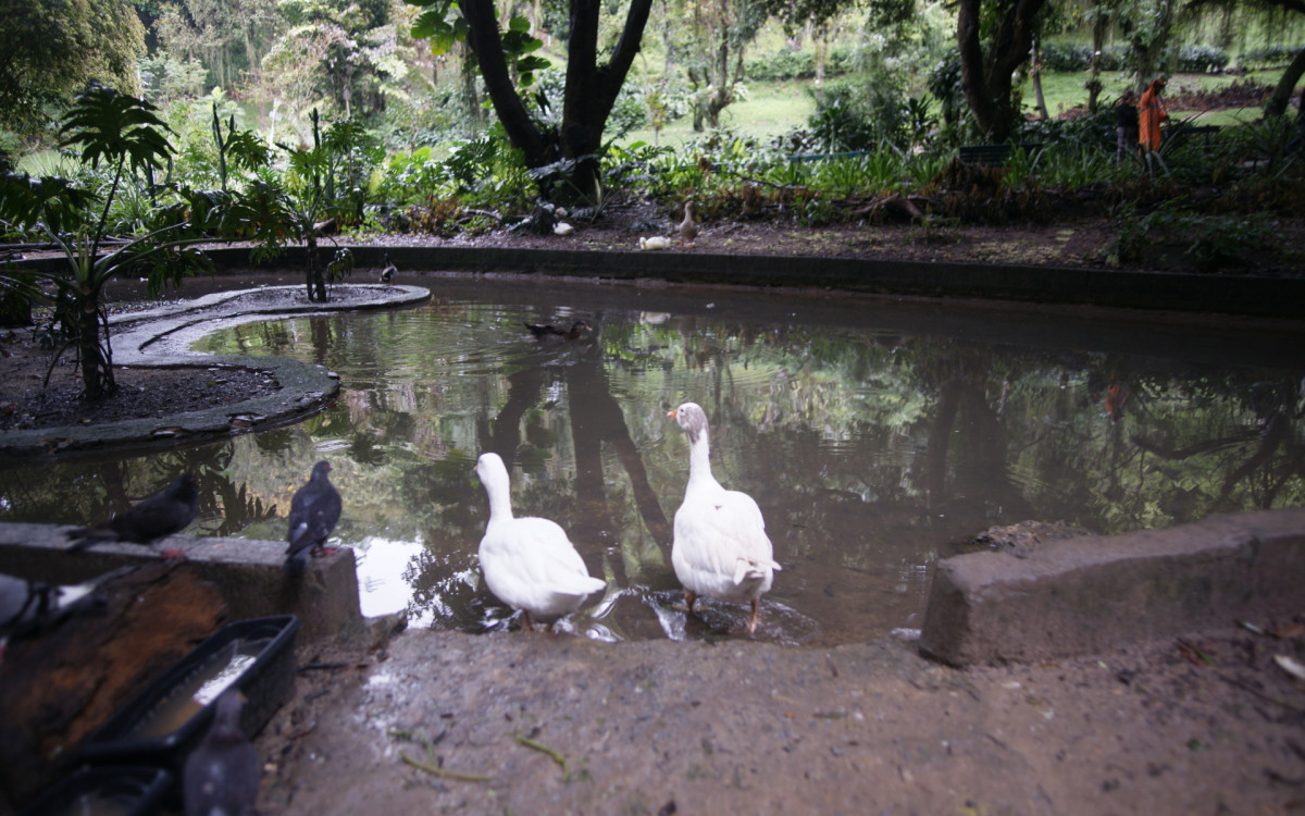 O cisne-negro Romeu, um dos símbolos do Parque Guinle, em Laranjeiras, na Zona Sul do Rio, foi morto por um homem na noite deste domingo (27). Policiais militares do 2ºBPM (Botafogo) prenderam o suspeito em flagrante.


