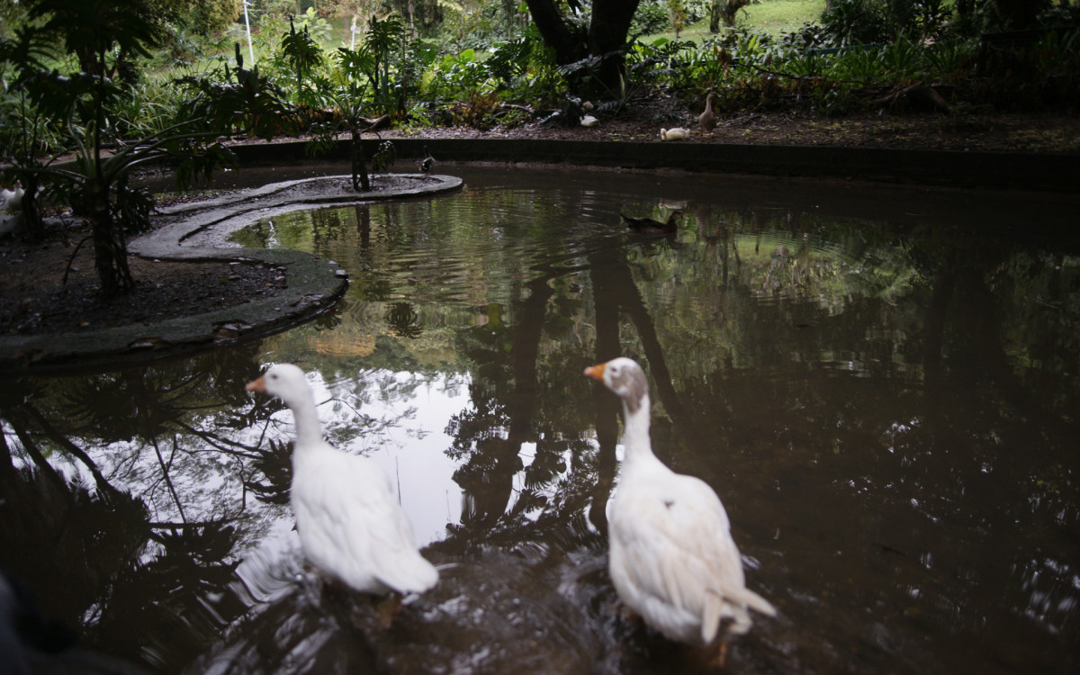 O cisne-negro Romeu, um dos símbolos do Parque Guinle, em Laranjeiras, na Zona Sul do Rio, foi morto por um homem na noite deste domingo (27). Policiais militares do 2ºBPM (Botafogo) prenderam o suspeito em flagrante.

