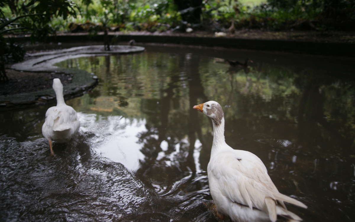 O cisne-negro Romeu, um dos símbolos do Parque Guinle, em Laranjeiras, na Zona Sul do Rio, foi morto por um homem na noite deste domingo (27). Policiais militares do 2ºBPM (Botafogo) prenderam o suspeito em flagrante.

