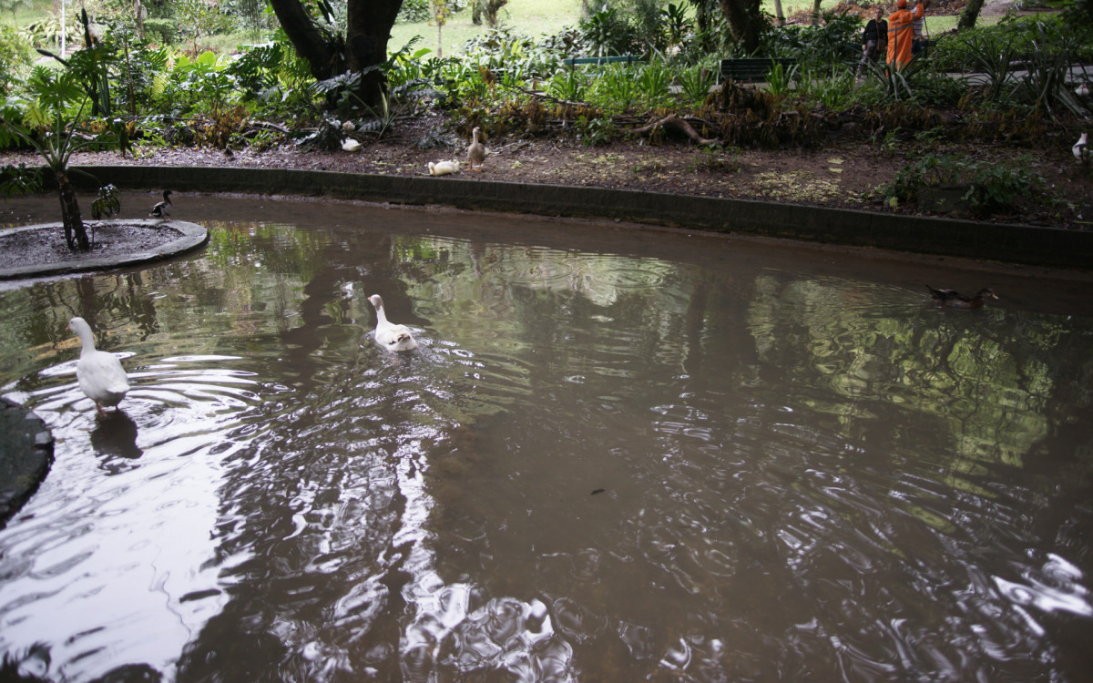 O cisne-negro Romeu, um dos símbolos do Parque Guinle, em Laranjeiras, na Zona Sul do Rio, foi morto por um homem na noite deste domingo (27). Policiais militares do 2ºBPM (Botafogo) prenderam o suspeito em flagrante.

