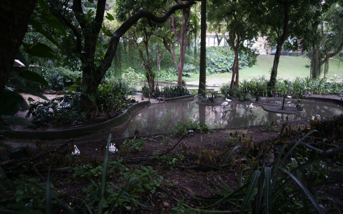 O cisne-negro Romeu, um dos símbolos do Parque Guinle, em Laranjeiras, na Zona Sul do Rio, foi morto por um homem na noite deste domingo (27). Policiais militares do 2ºBPM (Botafogo) prenderam o suspeito em flagrante.

