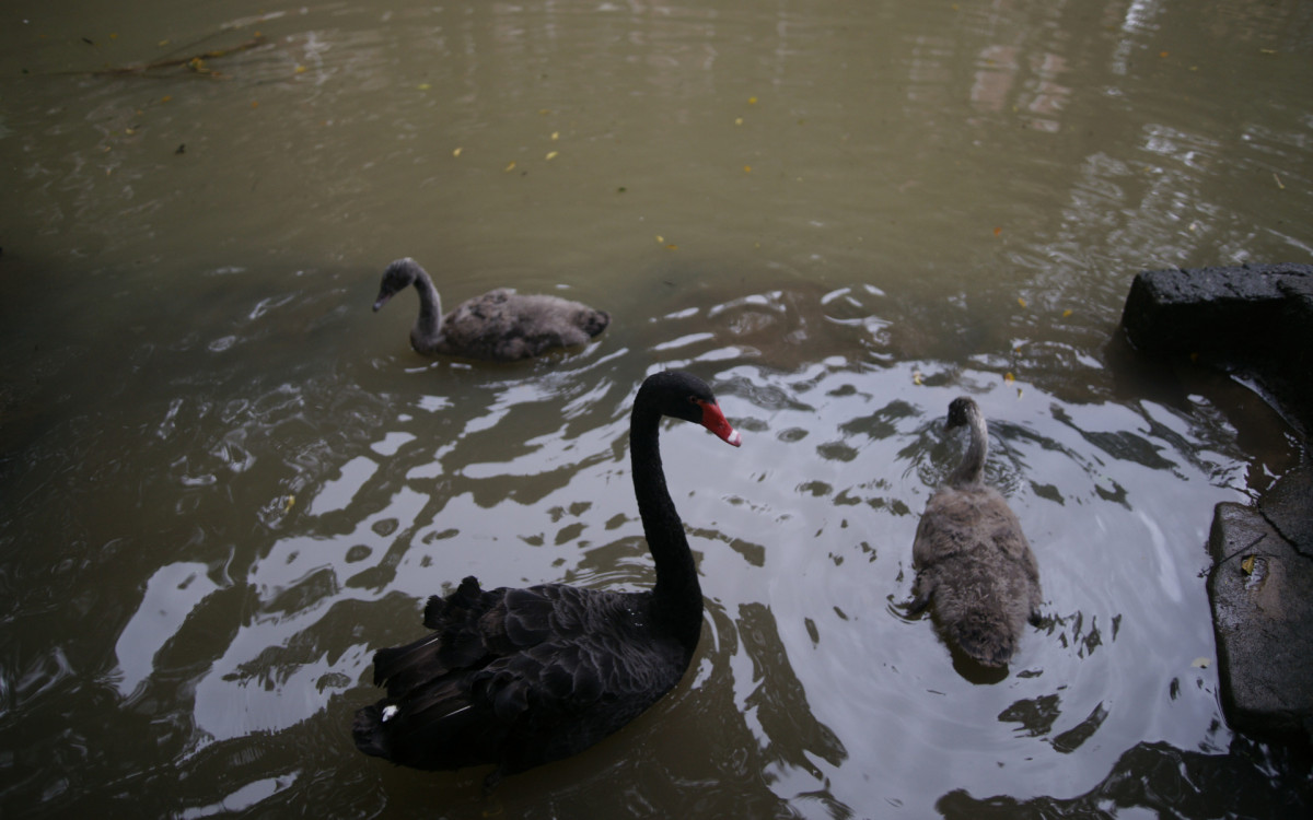 O cisne-negro Romeu, um dos símbolos do Parque Guinle, em Laranjeiras, na Zona Sul do Rio, foi morto por um homem na noite deste domingo (27). Policiais militares do 2ºBPM (Botafogo) prenderam o suspeito em flagrante.

