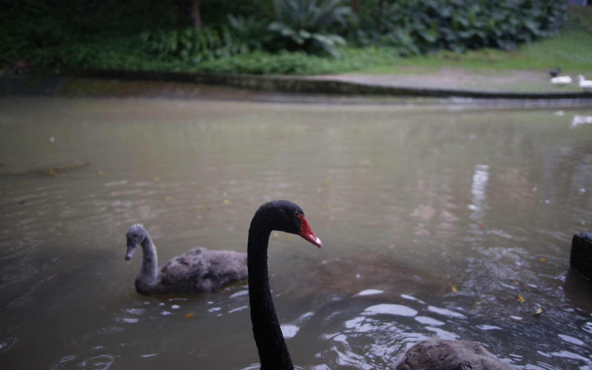 O cisne-negro Romeu, um dos símbolos do Parque Guinle, em Laranjeiras, na Zona Sul do Rio, foi morto por um homem na noite deste domingo (27). Policiais militares do 2ºBPM (Botafogo) prenderam o suspeito em flagrante.

