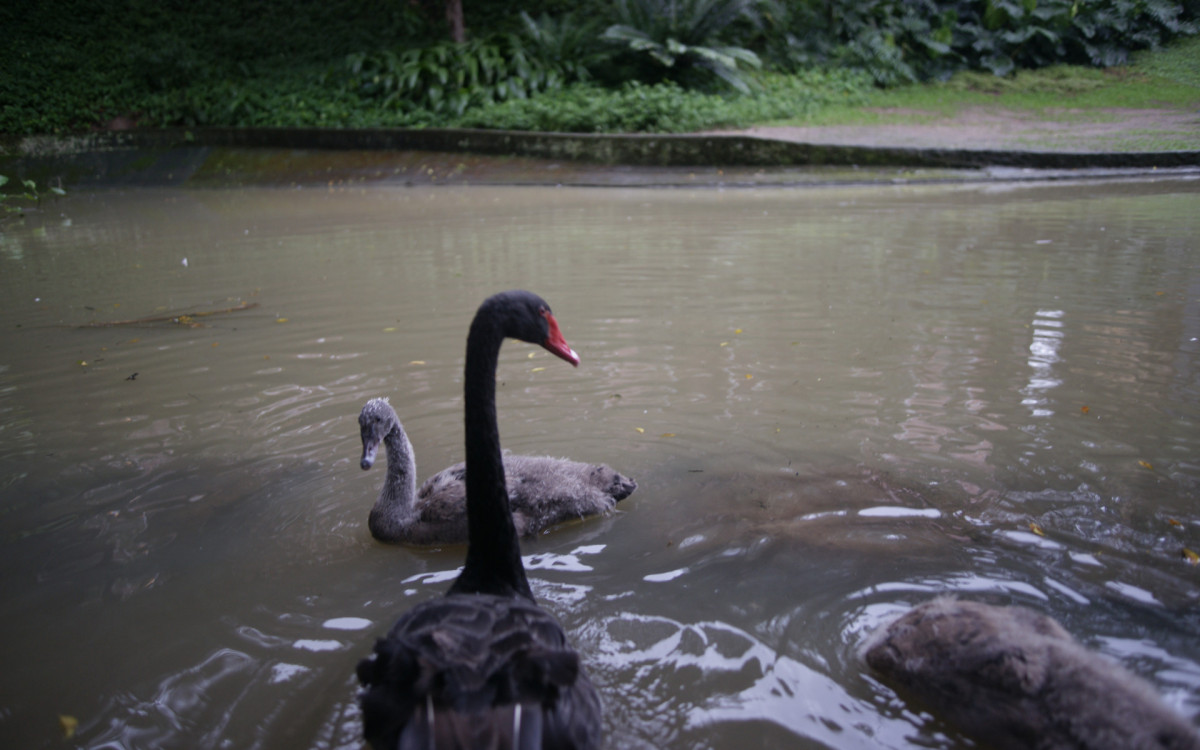 O cisne-negro Romeu, um dos símbolos do Parque Guinle, em Laranjeiras, na Zona Sul do Rio, foi morto por um homem na noite deste domingo (27). Policiais militares do 2ºBPM (Botafogo) prenderam o suspeito em flagrante.

