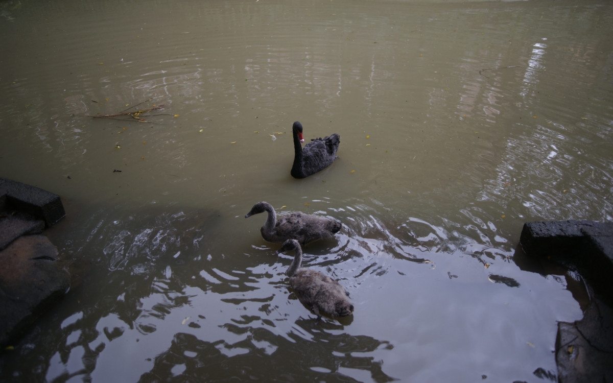 O cisne-negro Romeu, um dos símbolos do Parque Guinle, em Laranjeiras, na Zona Sul do Rio, foi morto por um homem na noite deste domingo (27). Policiais militares do 2ºBPM (Botafogo) prenderam o suspeito em flagrante.

