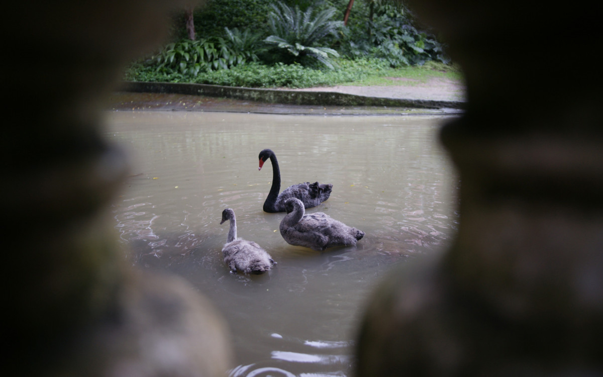 O cisne-negro Romeu, um dos símbolos do Parque Guinle, em Laranjeiras, na Zona Sul do Rio, foi morto por um homem na noite deste domingo (27). Policiais militares do 2ºBPM (Botafogo) prenderam o suspeito em flagrante.

