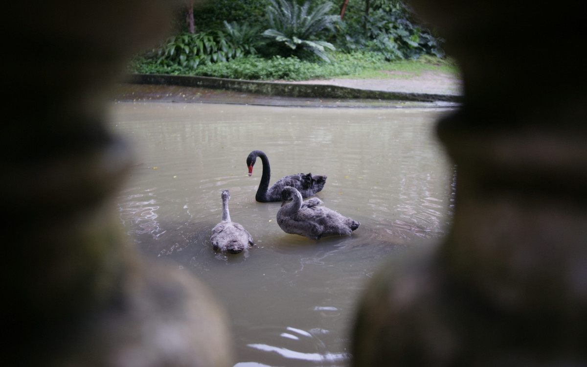 O cisne-negro Romeu, um dos símbolos do Parque Guinle, em Laranjeiras, na Zona Sul do Rio, foi morto por um homem na noite deste domingo (27). Policiais militares do 2ºBPM (Botafogo) prenderam o suspeito em flagrante.

