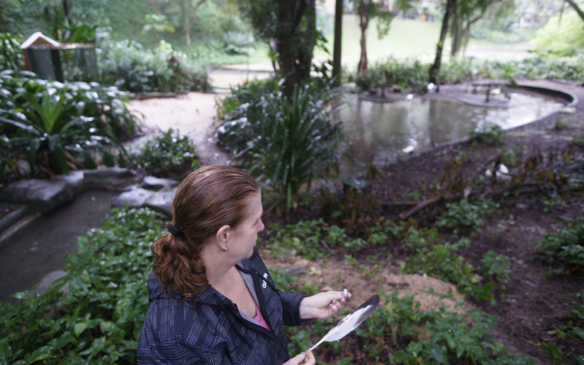O cisne-negro Romeu, um dos símbolos do Parque Guinle, em Laranjeiras, na Zona Sul do Rio, foi morto por um homem na noite deste domingo (27). Policiais militares do 2ºBPM (Botafogo) prenderam o suspeito em flagrante.

