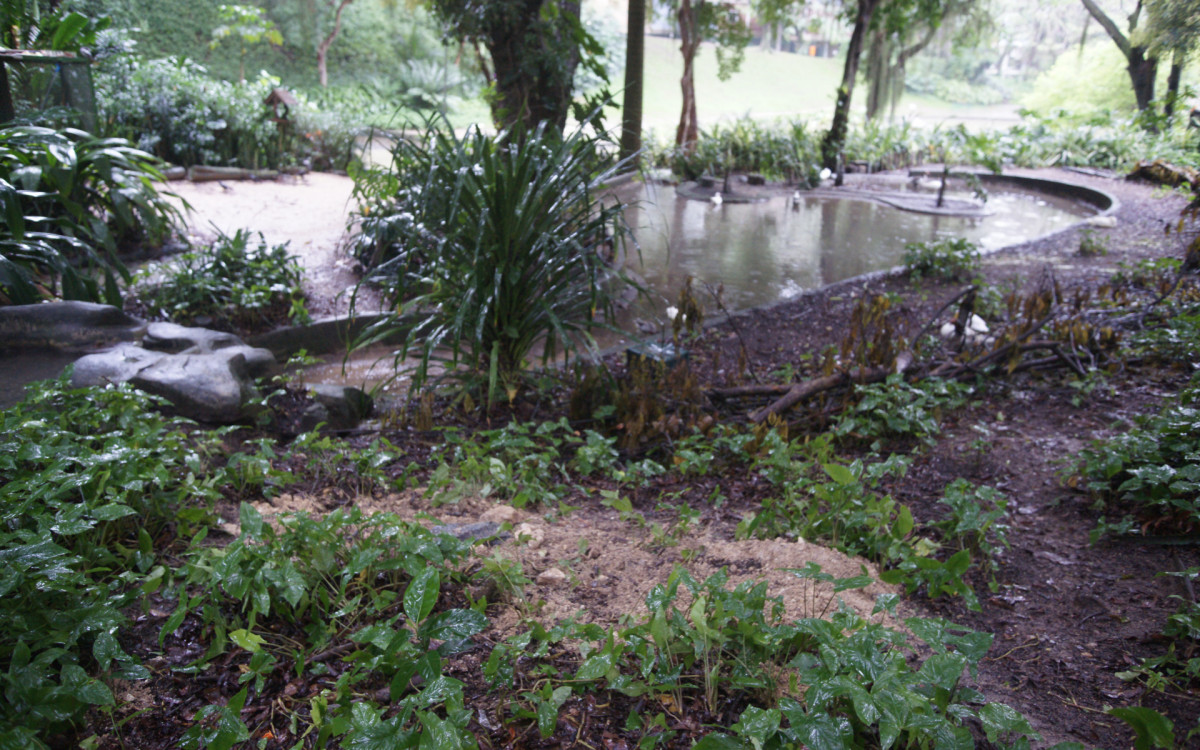 O cisne-negro Romeu, um dos símbolos do Parque Guinle, em Laranjeiras, na Zona Sul do Rio, foi morto por um homem na noite deste domingo (27). Policiais militares do 2ºBPM (Botafogo) prenderam o suspeito em flagrante.

