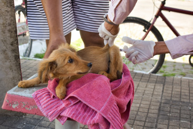 Chuva atrapalha vacinação antirrábica em Porto Real