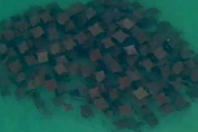 Cardume de arraias é flagrado em Arraial do Cabo