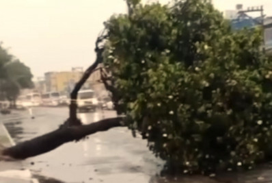 Queda de árvore causa lentidão no trânsito na Rodovia Amaral Peixoto