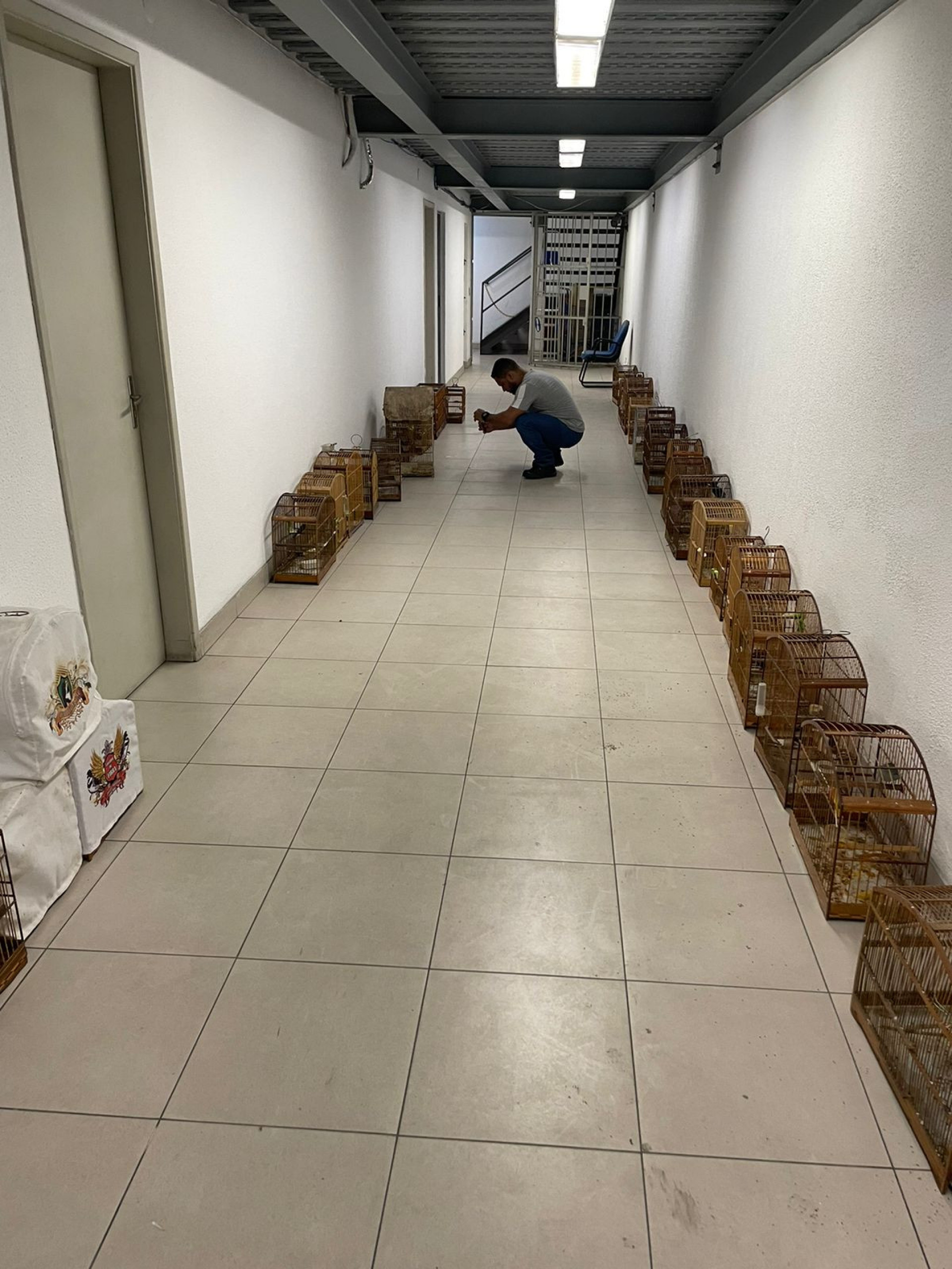 Ao total, 44 aves e 2 macacos-prego foram resgatados - Reprodução