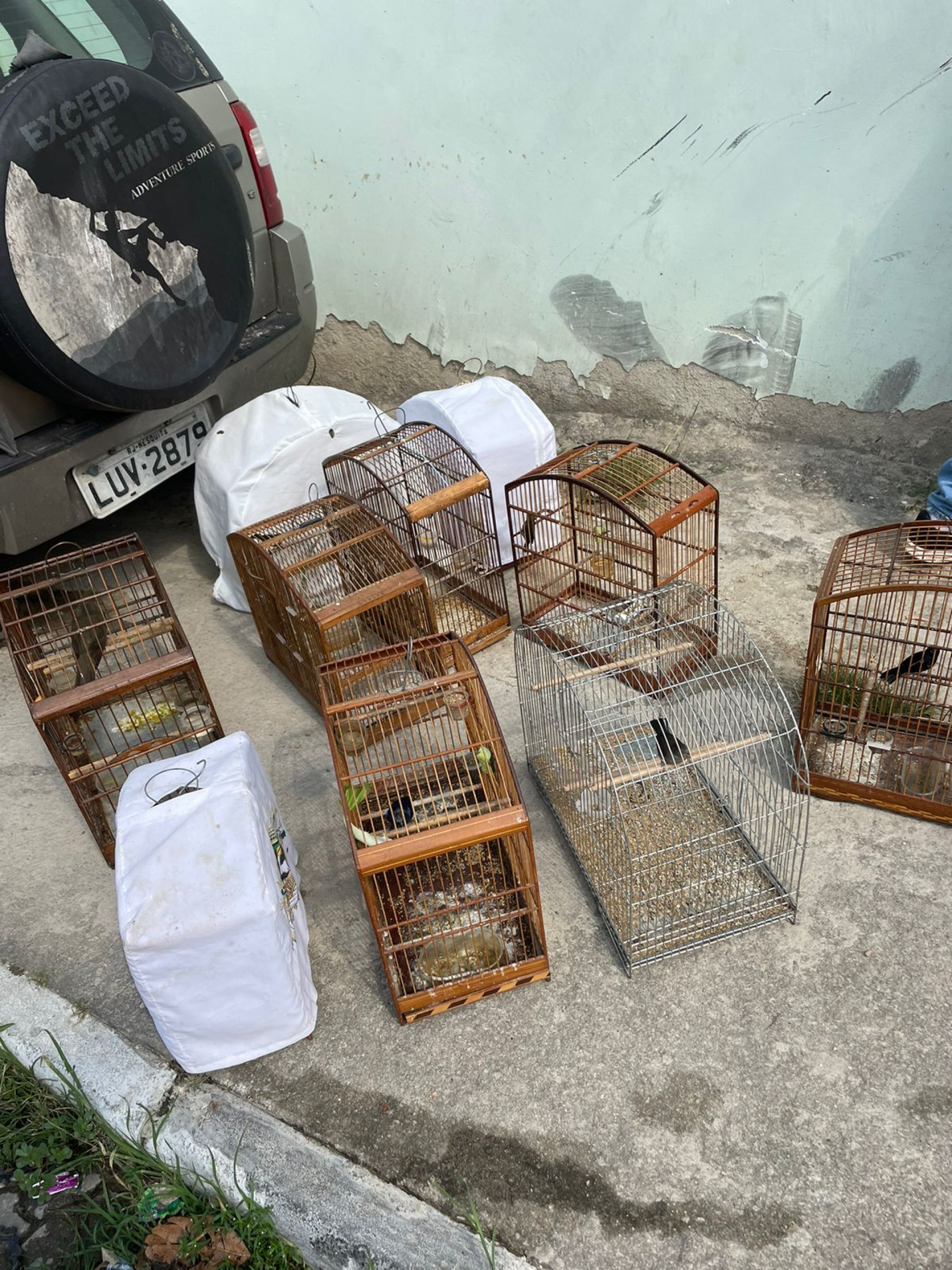 Ao total, 44 aves e 2 macacos-prego foram resgatados - Reprodução