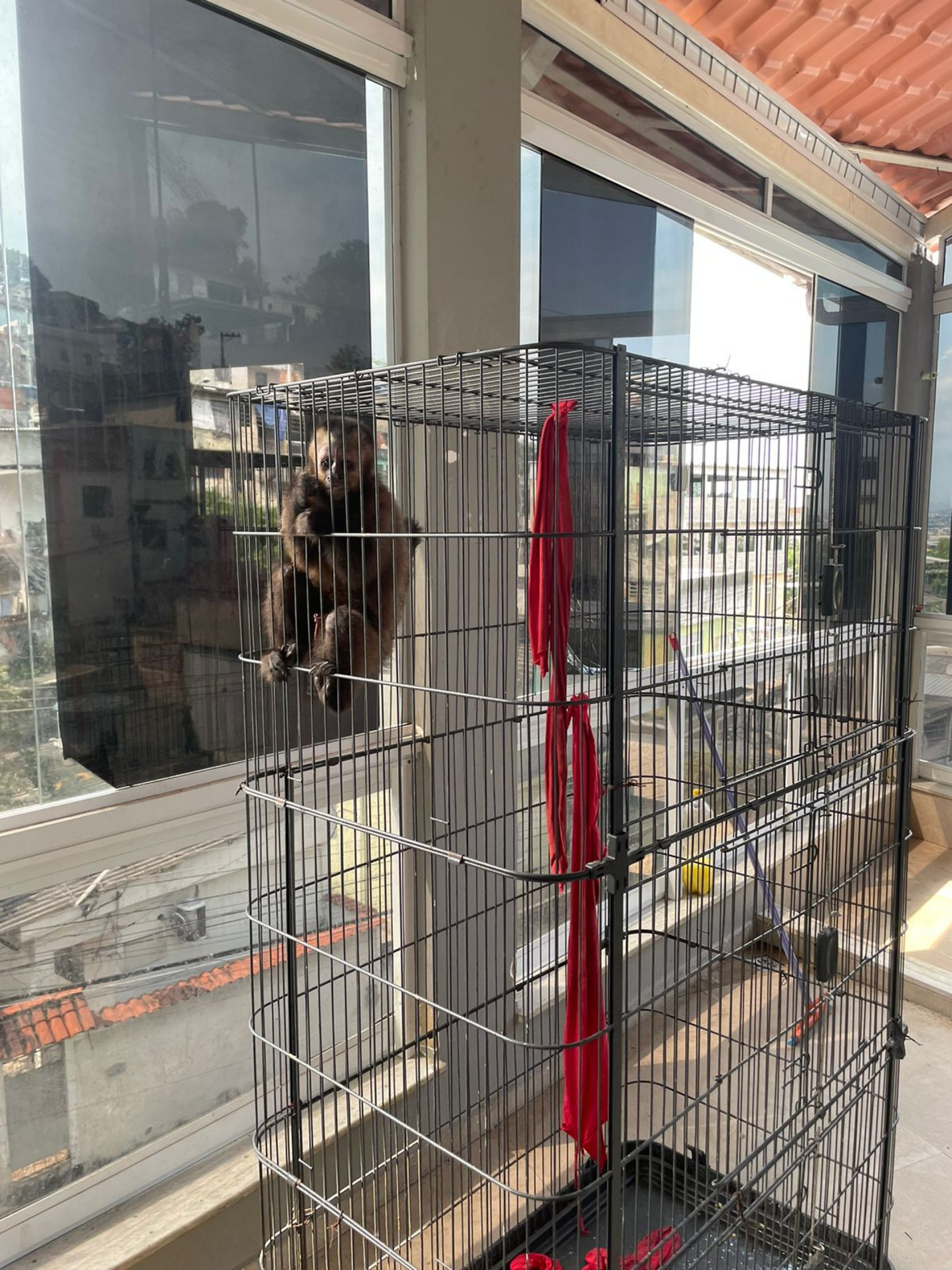 Ao total, 44 aves e 2 macacos-prego foram resgatados - Reprodução