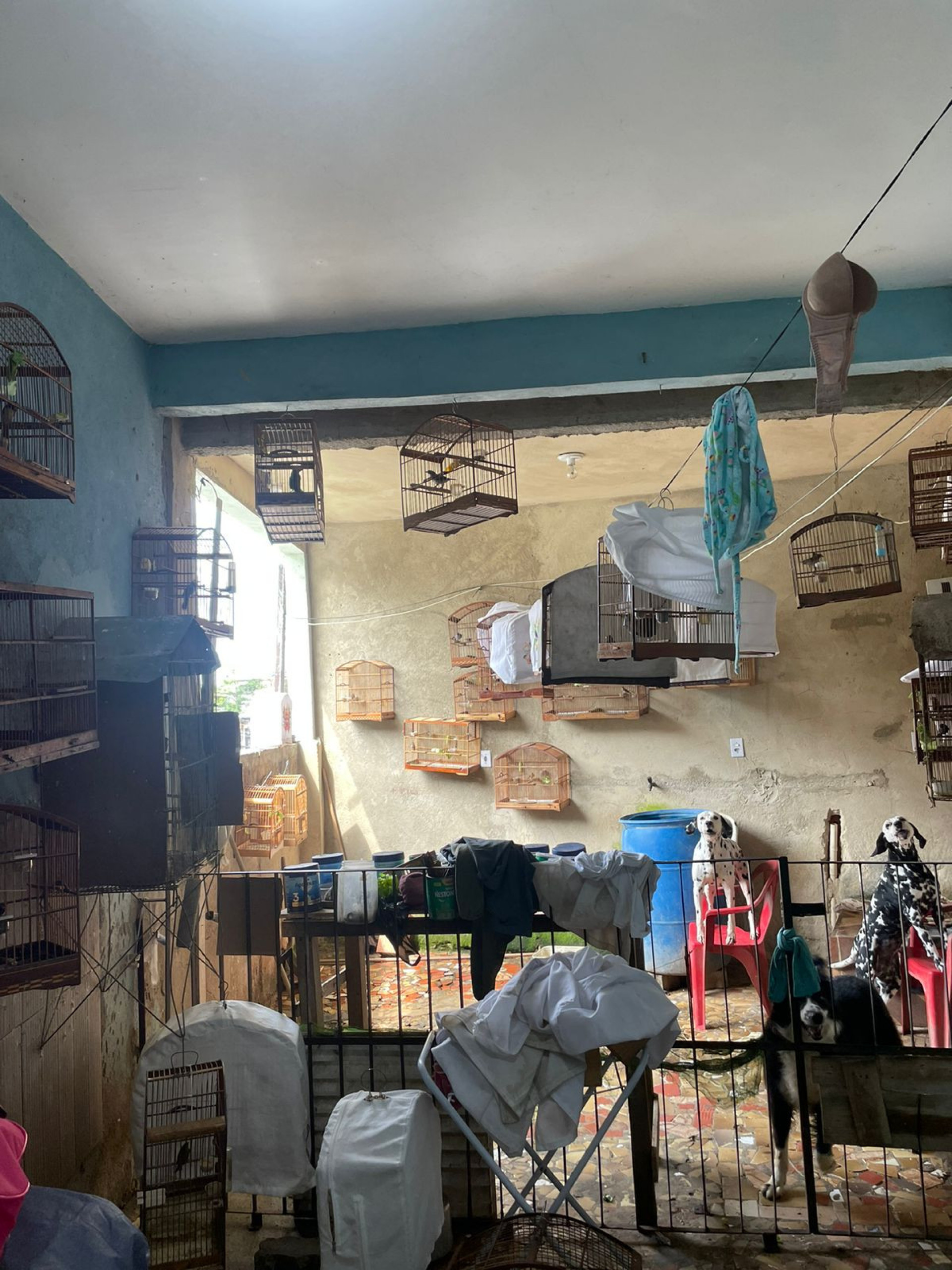 Ao total, 44 aves e 2 macacos-prego foram resgatados - Reprodução