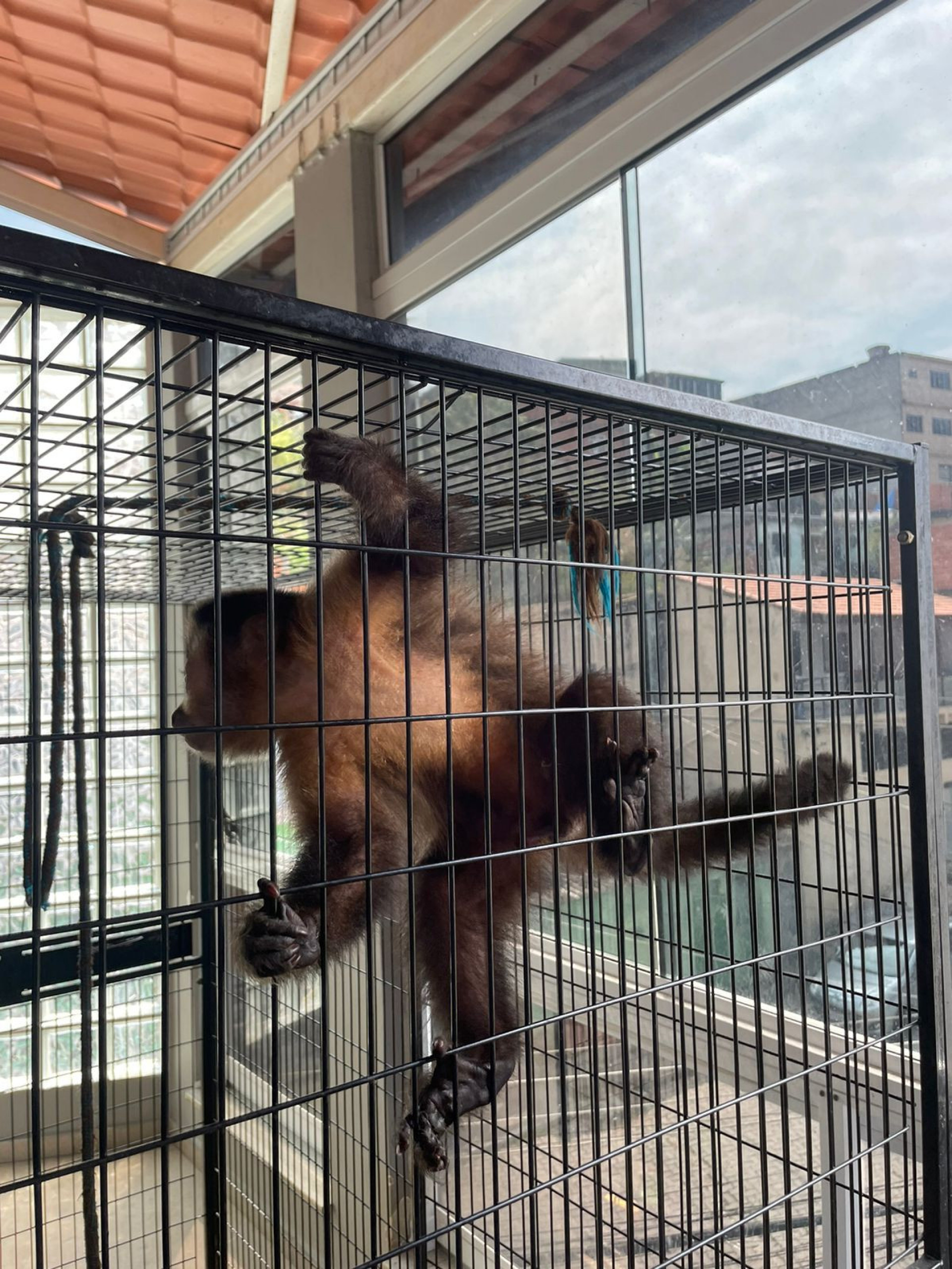 Ao total, 44 aves e 2 macacos-prego foram resgatados - Reprodução