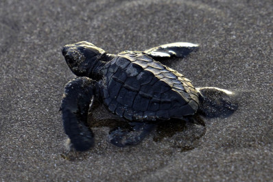 Quase 500 Filhotes de tartaruga-oliva, em risco de extinção, são soltos em praia da Nicarágua