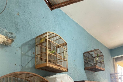 Animais silvestres foram resgatados no bairro Coreia, em Mesquita