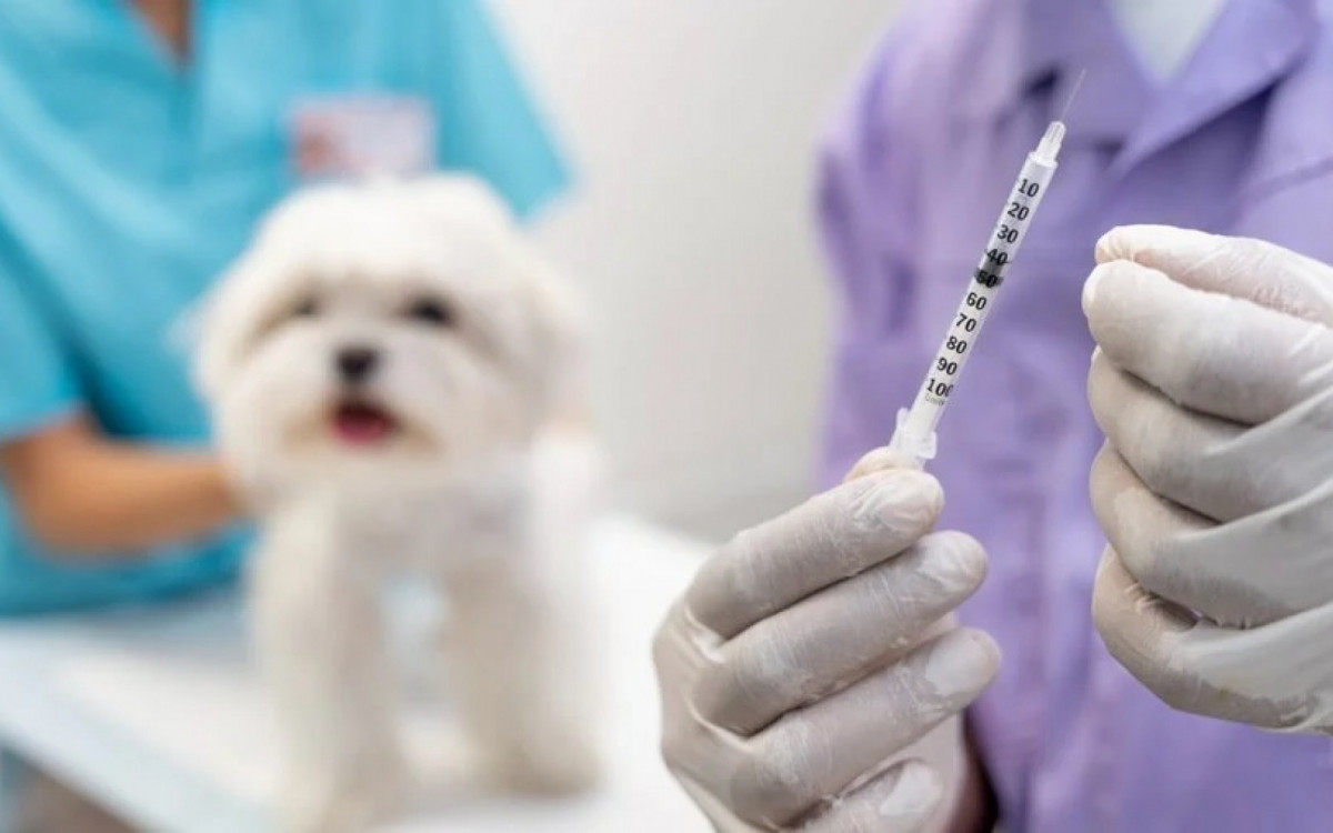 Pesquisa aponta que donos de cães acreditam que vacina pode causar autismo em pets, ideia é descartada por veterinários