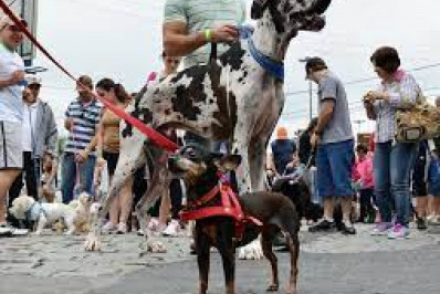Grupo de Tutores com Cachorros de Niterói promove cãominhada pela defesa dos animais